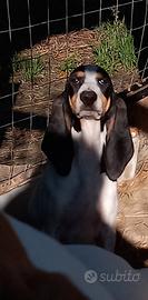 Cucciola segugio francese