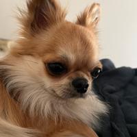 Chihuahua da monta
