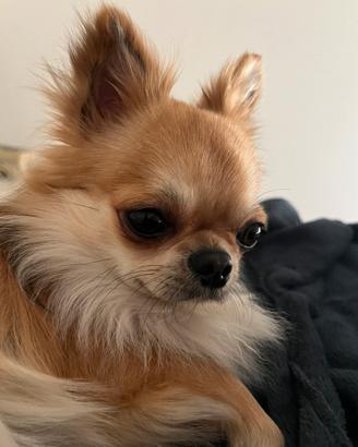 Chihuahua da monta