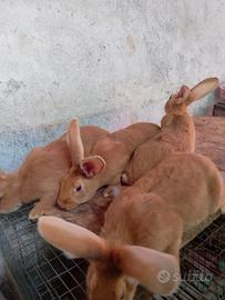 Conigli fulvi borgogna