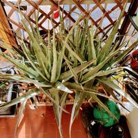 PIANTE DI ALOE