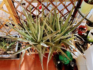 PIANTE DI ALOE