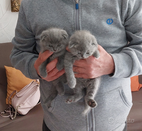Scottish fold è straight