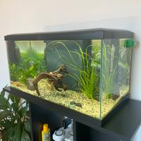 Acquario 60 litri