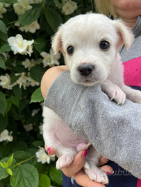 Cucciolino in adozione