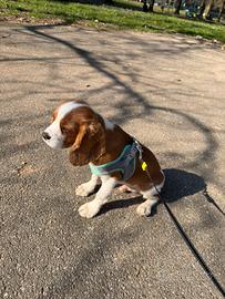 Cavalier King