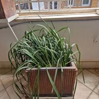 vasi in terracotta per terrazzi o giardini