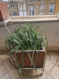 vasi in terracotta per terrazzi o giardini