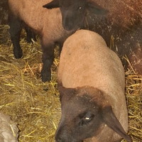 Agnelli suffolk di linea sangue inglese razza pe