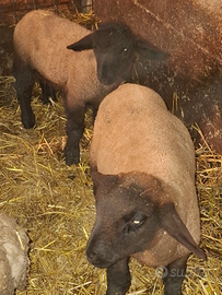 Agnelli suffolk di linea sangue inglese razza pe