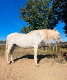 cavallo ispanico
