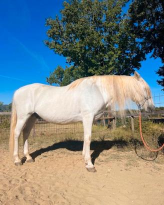 cavallo ispanico