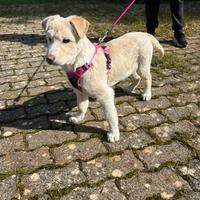 Cucciola taglia media quattro mesi