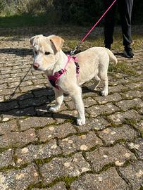 Cucciola taglia media quattro mesi