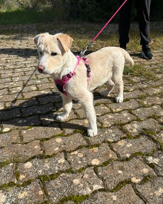 Cucciola taglia media quattro mesi