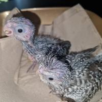 Calopsite allevate a mano