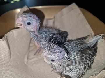 Calopsite allevate a mano