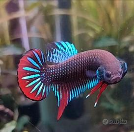 Betta wild