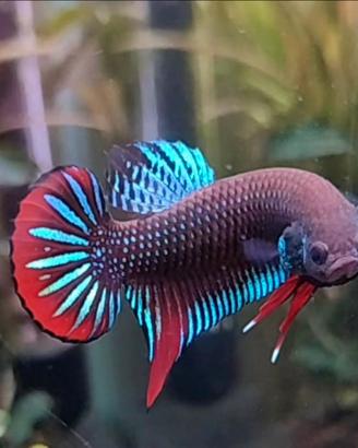 Betta wild