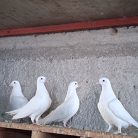 Colombe bianche