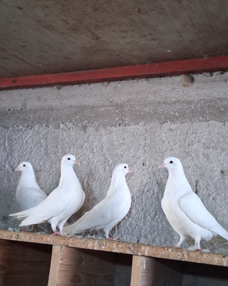 Colombe bianche