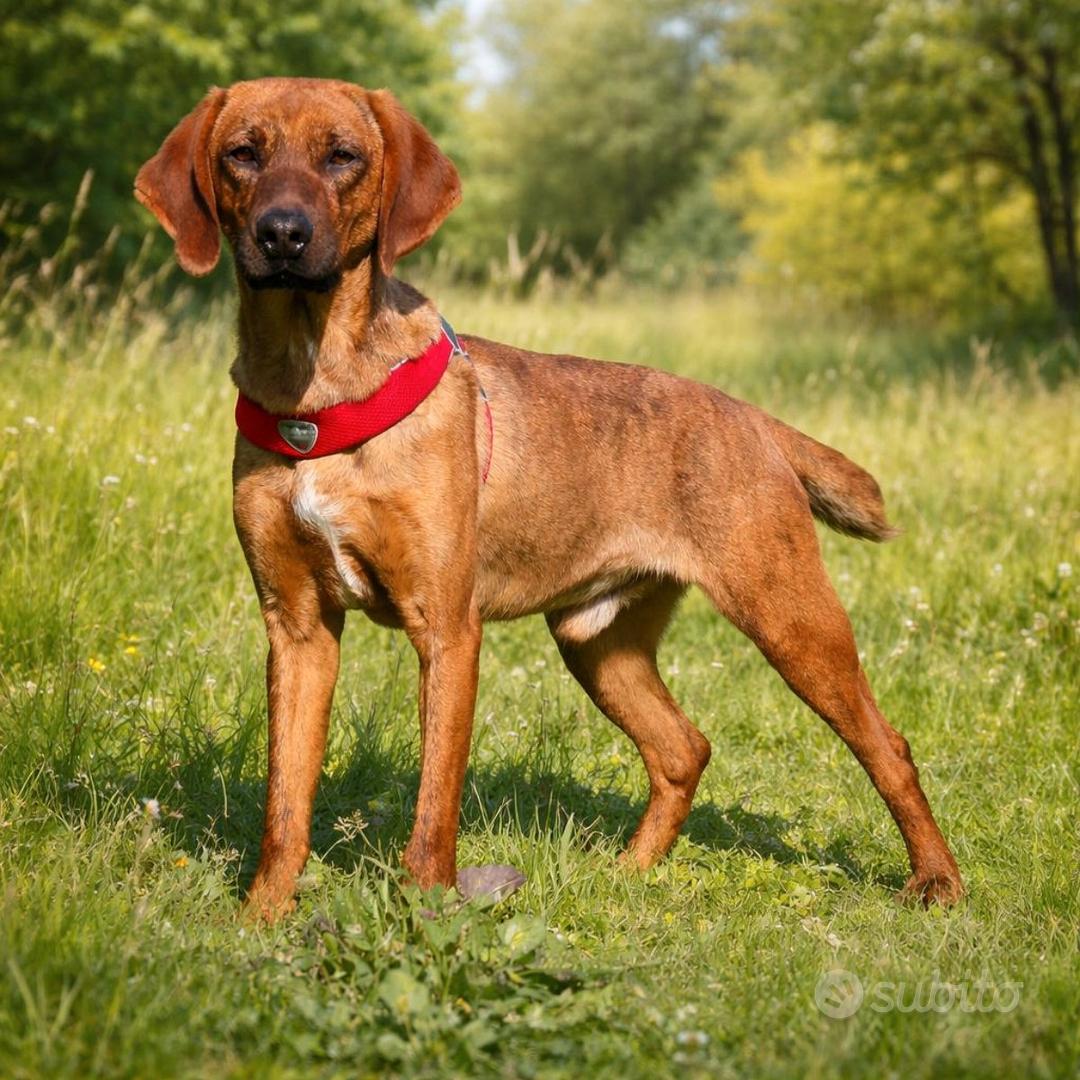 Jordan due anni - Animali In regalo a Firenze
