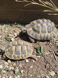 Animali da compagnua
