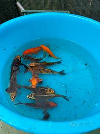 Carpe koi