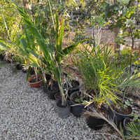 Piante da semina vari tipi. No vivaio