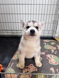 Husky con pedigree enci