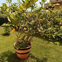 pianta limone h 160