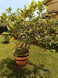 pianta limone h 160