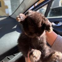 Coniglietto ariete nano