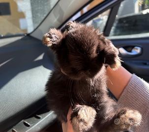 Coniglietto ariete nano