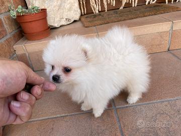 Cuccioli Spitz di Pomerania