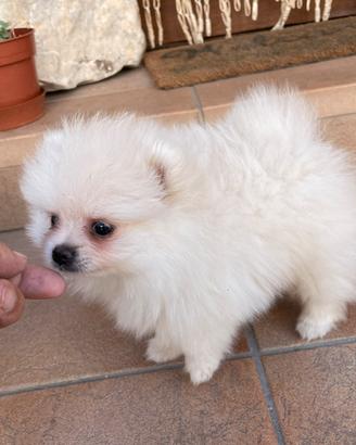 Cuccioli Spitz di Pomerania