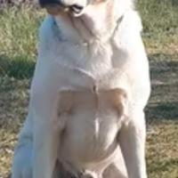 Labrador maschio disponibile per monta