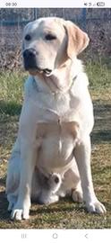Labrador maschio disponibile per monta