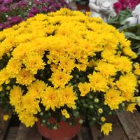 Crisantemi in Varietà 🌺