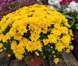 Crisantemi in Varietà 🌺