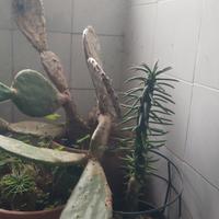 piante grasse