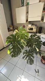 Piante e talee di thai constellation