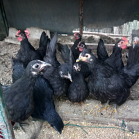 Galline nane