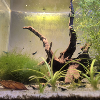 Caridine BLUE DREAMS