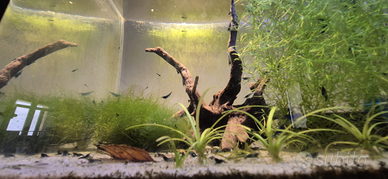 Caridine BLUE DREAMS