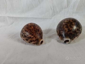 Conchiglie tiger