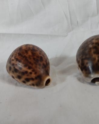Conchiglie tiger