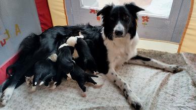 8 cuccioli simil border collie in adozione