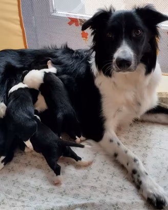 8 cuccioli simil border collie in adozione