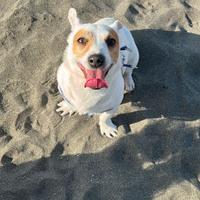 Monta jack Russell